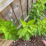 Lysimachia punctataLeaf