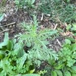 Artemisia biennis Leaf