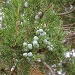 Juniperus deppeana Habit