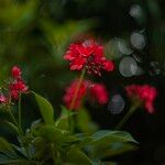 Jatropha integerrima Flower