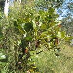 Banksia robur आदत