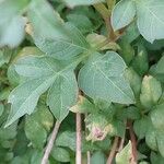 Dahlia merckii Leaf