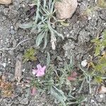 Convolvulus lineatus Blad