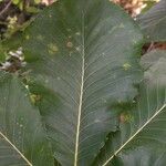 Quercus pontica Blatt