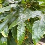 Vasconcellea monoica 葉
