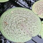 Euryale ferox Leaf