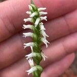 Spiranthes ovalis Feuille