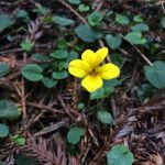 Viola sempervirens फूल