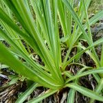 Bupleurum stellatum Leaf