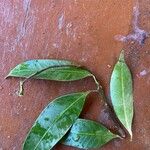 Mangifera indica Leaf