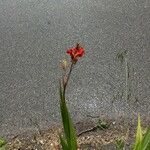 Crocosmia paniculata Blomst