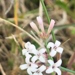 Asperula aristata 花