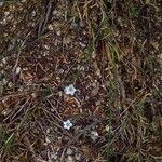 Petrorhagia saxifraga Staniste