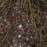 Petrorhagia saxifraga Habit