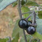 Solanum nigrum Vrucht