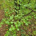 Crataegus marshallii Leaf