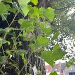 Populus x canadensis Leaf