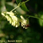 Vicia pisiformis Květ