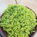 Sedum japonicum Lapas