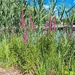 Lythrum virgatum Habitat