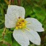 Dalechampia tamifolia Blomma