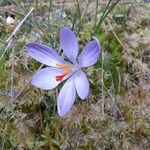 Crocus corsicus Flower