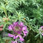 Cleome serrulata Flower