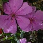 Tibouchina granulosa Lorea