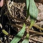 Claytonia rosea Levél