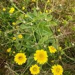 Tolpis azorica Lorea