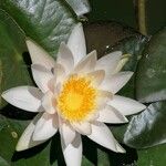 Nymphaea albaFlower