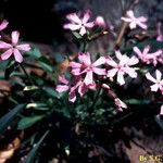 Silene caroliniana Flower