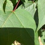 Liquidambar formosana برگ