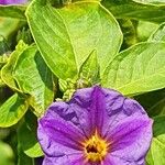 Lycianthes rantonnetii Likasa