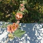 Sphaeralcea bonariensis Кветка