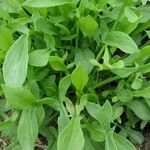 Rumex acetosella Leaf