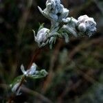 Artemisia ludoviciana Fruit