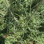 Armeria maritima Blatt