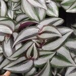 Tradescantia zebrina Облик