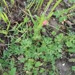 Anemone hortensis Habitus