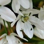 Allium neapolitanum Цвят