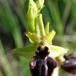 Ophrys incubacea Övriga