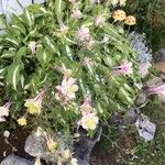 Aquilegia pubescens Flower