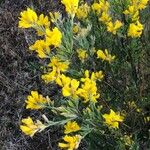 Genista florida Blomma