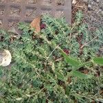 Euphorbia prostrata Leaf