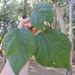 Heliocarpus americanus Leaf