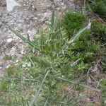 Cirsium odontolepis Leaf