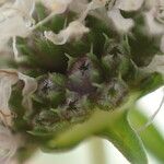 Mentha cervina Fruit