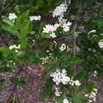 Photinia villosa Floro