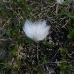 Eriophorum scheuchzeri Fula